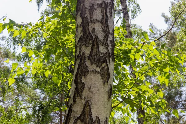 树干的一部分 老桦树和嫩枝 绿叶映衬着其它的树和天空 — 图库照片