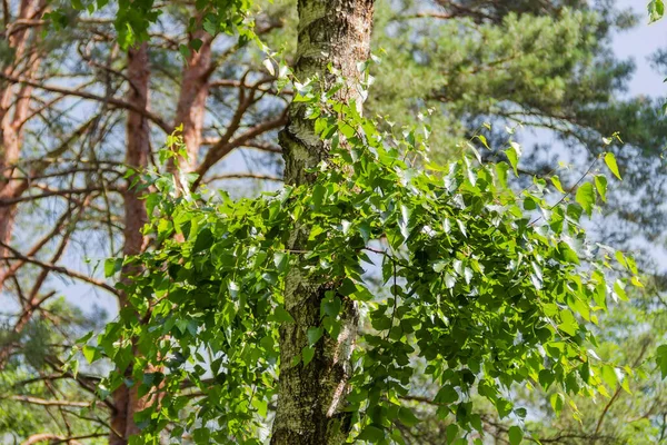 Young Branches Green Leaves Part Old Trunk Birch Blurred Background — Stock Photo, Image