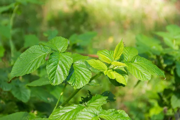 野生树莓的分枝 绿叶在森林中 背景模糊 — 图库照片