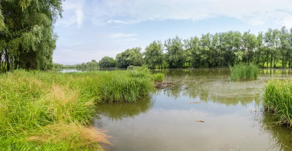 Lagoa Com Água Parada Coberto Com Plantas Pântano Margens Com — Fotografia de Stock