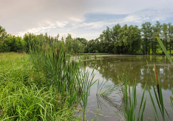 Pond Still Water Overgrown Marsh Plants Shores Trees Summer Evening — Stock Photo, Image