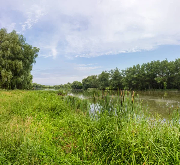 Étang Avec Rives Envahies Arbres Plantes Marécageuses Premier Plan — Photo