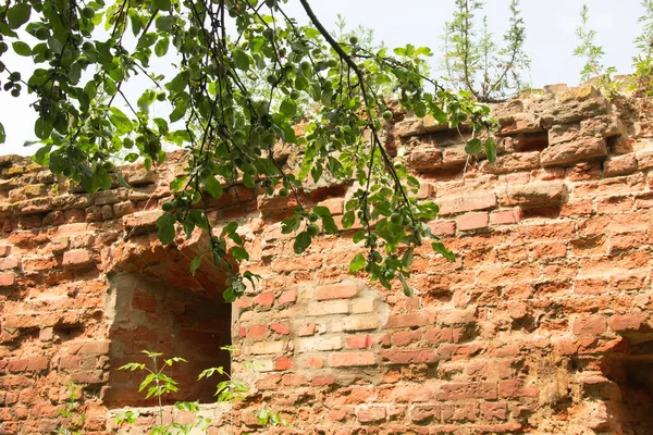 中世の要塞の防衛レンガ壁の破片 前景に熟していないリンゴとリンゴの木の枝 — ストック写真