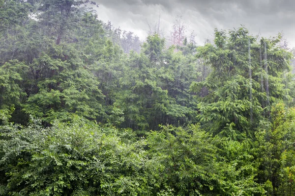 Fragment Lasu Liściastego Podczas Letniego Ulewnego Deszczu Tło — Zdjęcie stockowe
