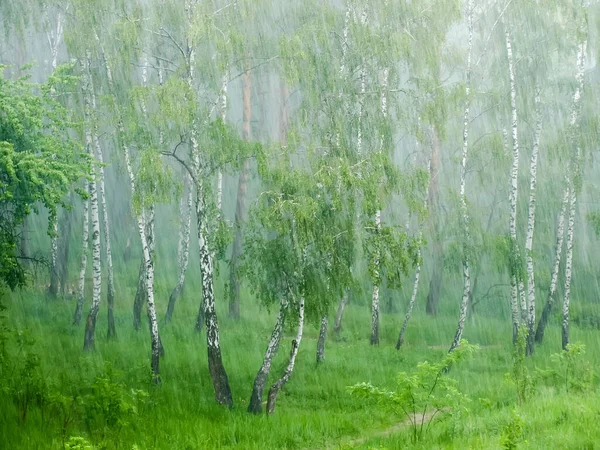 Las Fuertes Lluvias Con Viento Bosque Mixto Con Abedules Primer — Foto de Stock