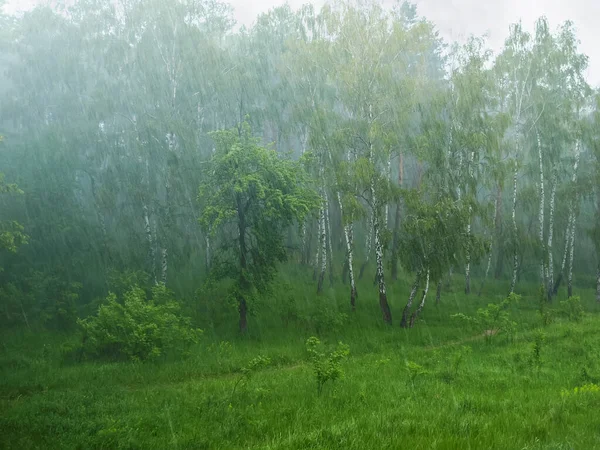 Проливной Дождь Ветром Смешанном Лесу Летом Фон — стоковое фото