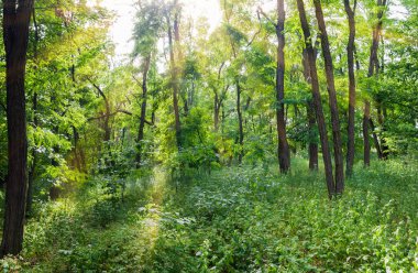 Yaz günü eski çekirge ağaçlarıyla karışık ormanın bir parçası.