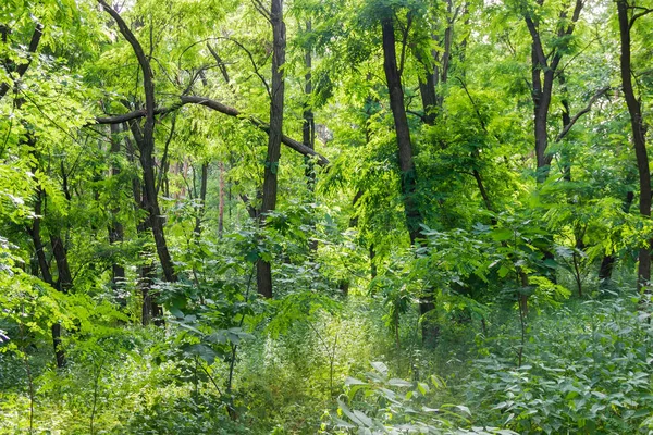 Fragment Van Het Dikke Gemengde Bos Met Sint Jansbrood Voorgrond — Stockfoto