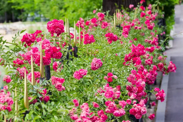 Sebes Forma Arbustos Jardim Florido Subiu Longo Cerca Ferro Forjado — Fotografia de Stock