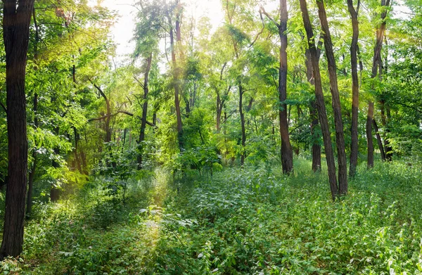 Yaz Günü Eski Çekirge Ağaçlarıyla Karışık Ormanın Bir Parçası — Stok fotoğraf