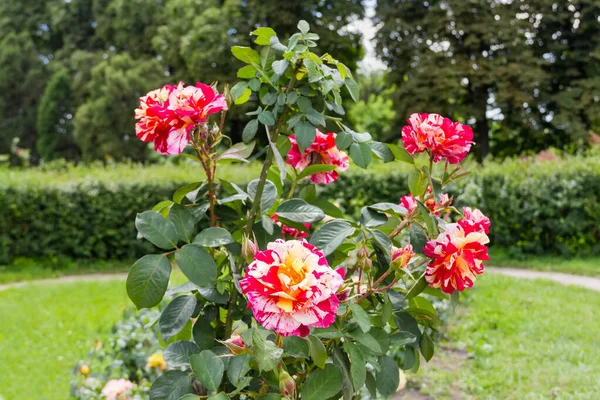 開花のブッシュは木の背景のぼやけた背景に変化したハイブリッドティーガーデンをバラ — ストック写真