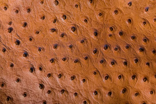 Texture Genuine Ostrich Leather Detail Light Brown Accessory Pattern Background — Stock Photo, Image