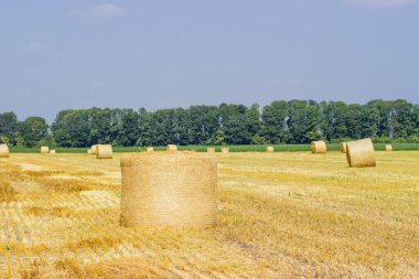 Büyük, yuvarlak bir arpa balyası hasat edilmiş tarlalarda diğer balyalara karşı yan yatıyordu.