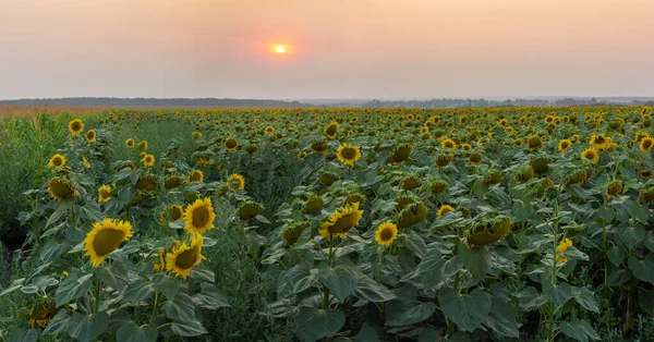 Сільськогосподарське Поле Дозрівання Соняшників Заході Сонця Панорамний Вид — стокове фото