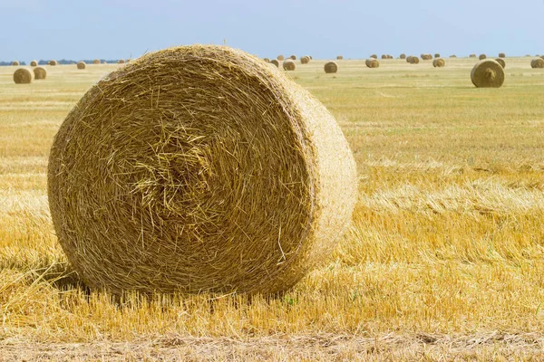 Large Straw Bale Barley Harvested Agricultural Field Close Other Same — Stock Photo, Image