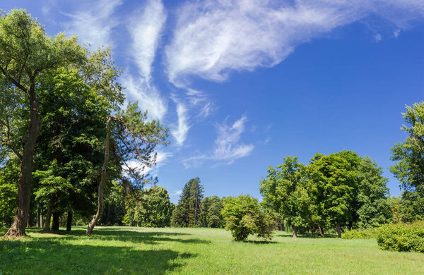 Clearing in the park among the conifers and deciduous trees and bushes on a background of the sky with cirrus clouds in summer sunny day