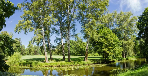 手前の運河のほとりに古いアスペンの木が生えている夏の公園の断片 パノラマビュー — ストック写真