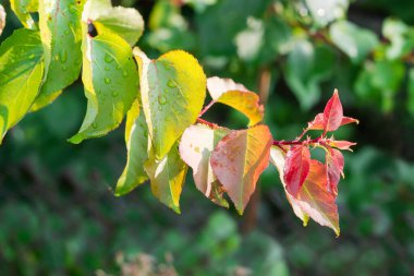 Armut dalının allık yaprakları bulanık arka planda su damlalarıyla kaplanmış.