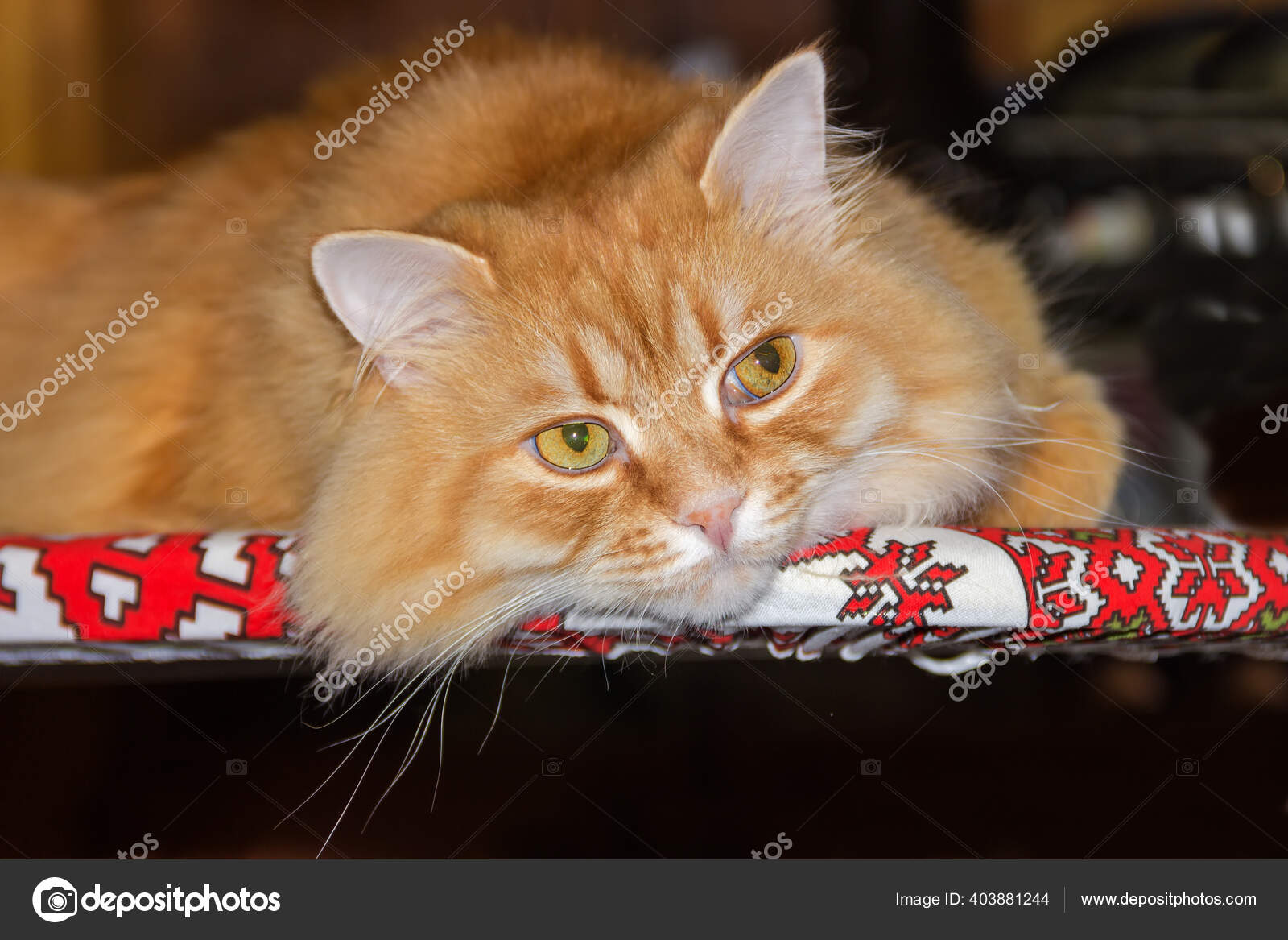 躺着绒毛生姜猫的画像头枕在纺织品表面神色平静 图库照片 C Anmbph