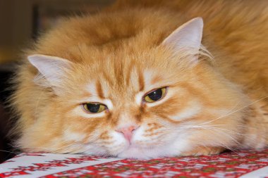 Yalancı pofuduk kızıl kedi portresi ve kafasını tekstil yüzeyine yasladı.