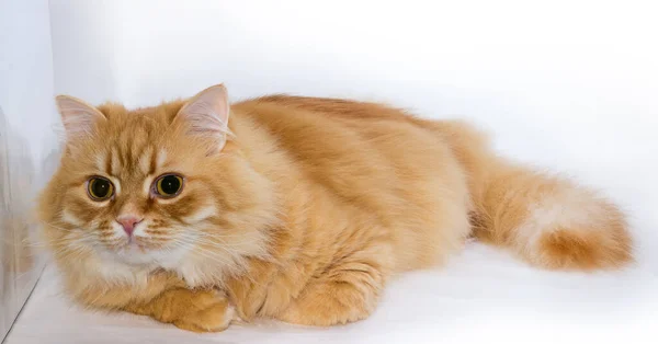 Fluffy Ginger Cat Lies Light Surface Intently Looking Forward — Stock Photo, Image