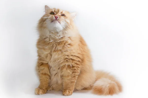 Tousled Fluffy Ginger Cat Sitting Light Surface Becomes Angry Show — Stock Photo, Image