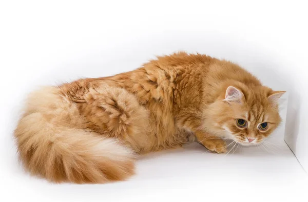 Creeping Tousled Intently Looking Forward Fluffy Ginger Cat Light Surface — Stock Photo, Image