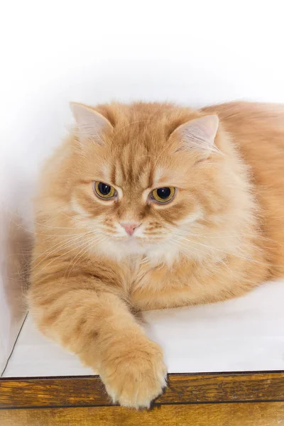 Retrato Gato Gengibre Fofo Estado Calmo Deitado Superfície Clara Colocando — Fotografia de Stock