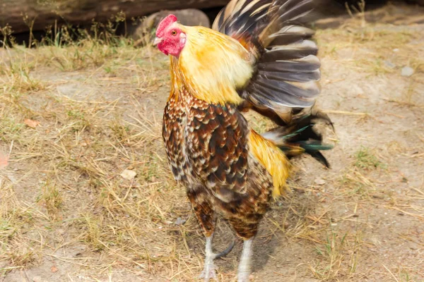 Rooster Speckled Brown Yellow Flaps Its Wings Crowing Farm Yard — Stock Photo, Image