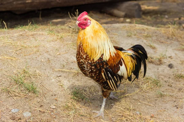 Coq Marron Moucheté Avec Jaune Sur Cour Ferme — Photo