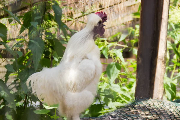 在模糊的背景上用白色蓬松羽毛孵出装饰性的公鸡 — 图库照片