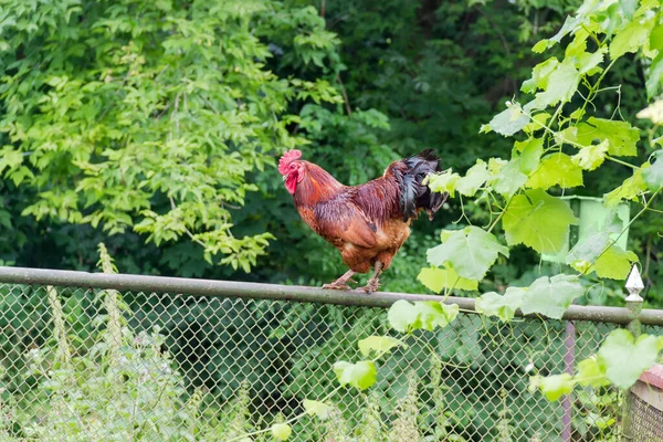 红色的公鸡站在篱笆上 背靠着模糊的植被 — 图库照片
