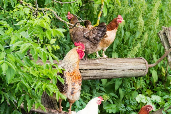 Rooster Speckled Brown Yellow Hens Outdoors Vegetation — Stock Photo, Image