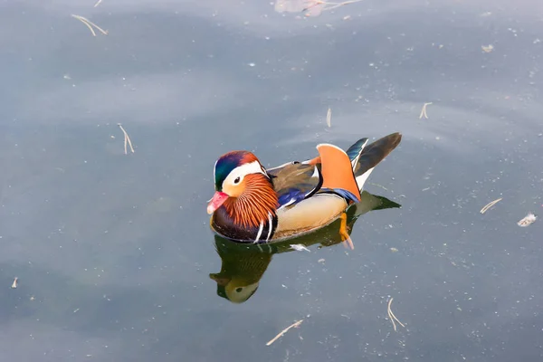 Drake Της Πάπιας Mandarin Κολυμπούν Μια Λίμνη Ένα Φόντο Της — Φωτογραφία Αρχείου