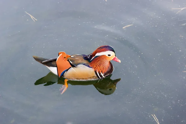 Drake Της Πάπιας Mandarin Κολυμπούν Μια Λίμνη Ένα Φόντο Της — Φωτογραφία Αρχείου
