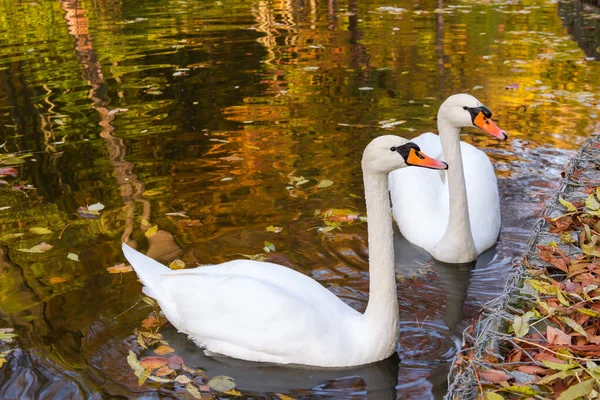 Par Vita Svanar Simma Nära Stranden Höstdamm Med Reflektion Gyllene — Stockfoto