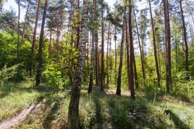 Karışık yaprak döken ve kozalaklı ormanın bir parçası yaz günü ağaçların arasındaki patika.