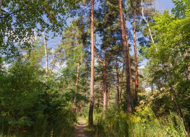 Yazın kozalaklı ve yaprak döken ormanlardaki eski çamlar.