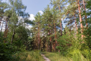 Yaz günü, kozalaklı ve yaprak döken ormanlarda bir patika olan ovanın etrafındaki eski huş ve çamlar.