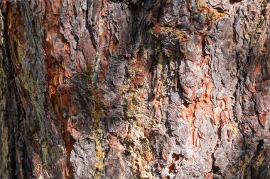 Kırık kabuğu ve seçici odak, doku ve arka planda sertleştirilmiş çam reçinesi damlacıklarıyla eski çam ağacının gövdesi.