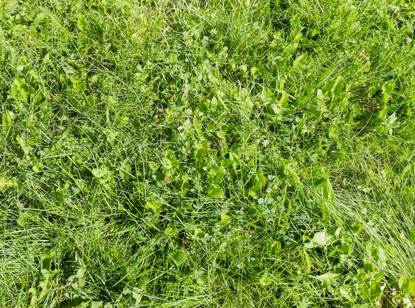 잔디와 배경이 잔디밭 — 스톡 사진