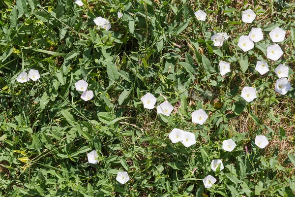 Fragmento Glade Con Campo Bindweed Con Flores Blancas Entre Los — Foto de Stock