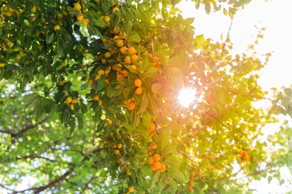 Sarı Olgun Meyveli Kiraz Dalları Seçici Odak Noktasında Güneş Işığı — Stok fotoğraf