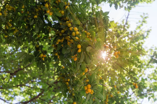 Kiraz Ağacının Dalları Olgun Sarı Meyvelerin Toplandığı Alt Manzara Seçici — Stok fotoğraf