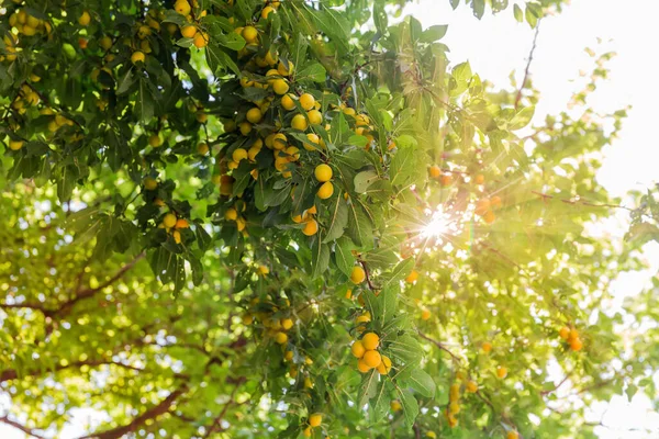 Kiraz Ağacının Dallarının Alttaki Görüntüsü Olgun Sarı Meyveler Hasadı Arka — Stok fotoğraf