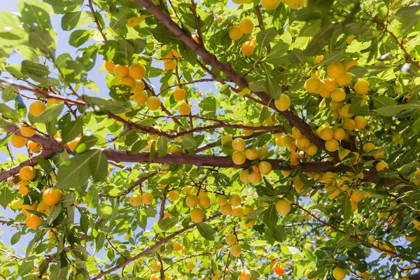Kiraz Ağacının Dalları Olgun Sarı Meyve Hasadı Seçici Bir Odak — Stok fotoğraf