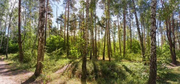 Fragment Mixed Deciduous Coniferous Forest Footpath Trees Backlight Summer Day — Stock Photo, Image