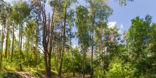 Fragment Mixed Deciduous Coniferous Forest Footpath Trees Summer Day Panoramic — Stock Photo, Image