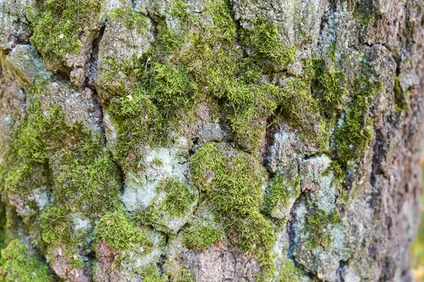 Parte Inferior Tronco Vidoeiro Velho Com Casca Rachada Coberto Com — Fotografia de Stock