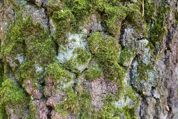 老桦树树干底部部分 树皮开裂 树皮长满苔藓 有选择性地集中 — 图库照片